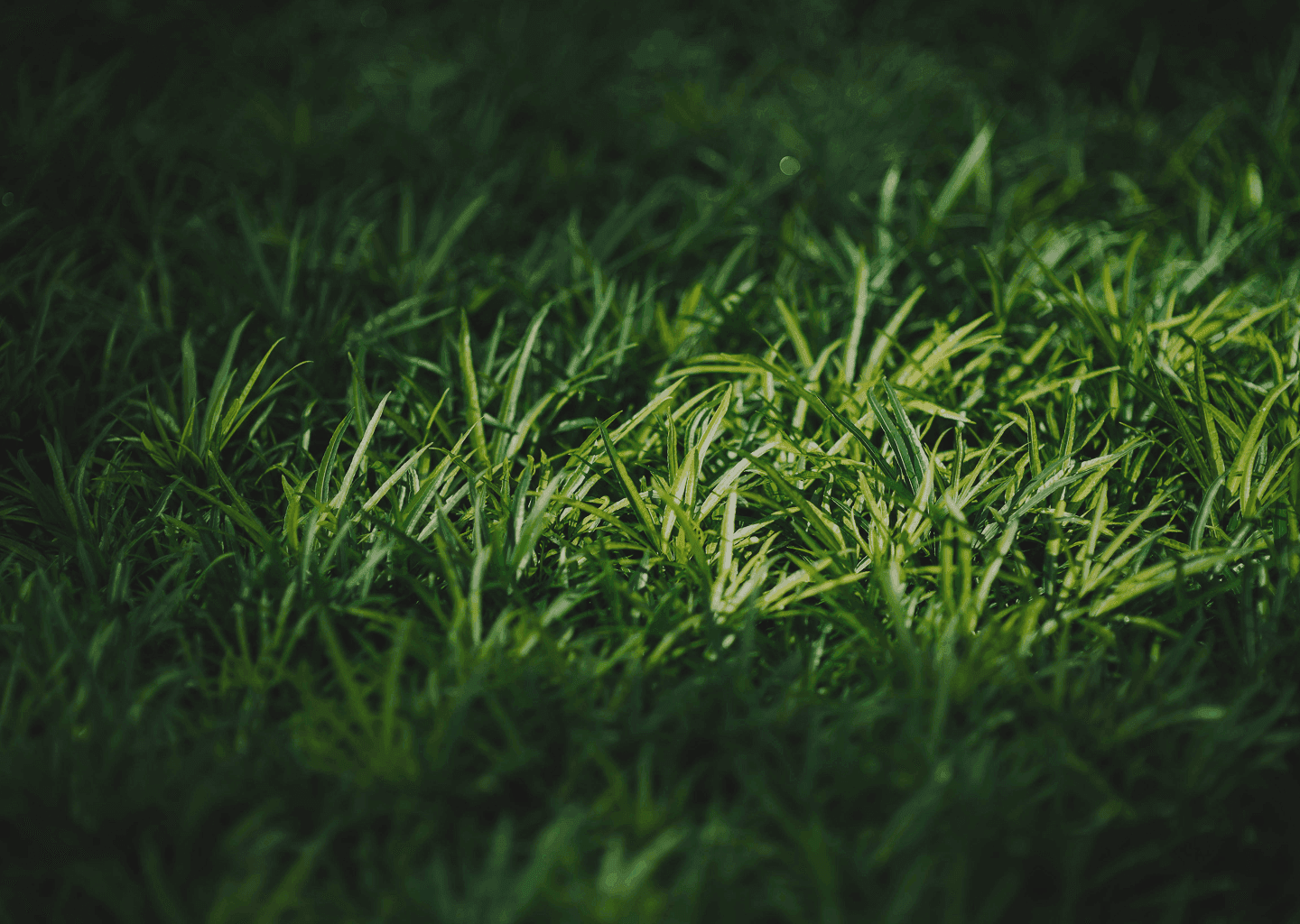 rasen und rollrasenverlegung in dortmund